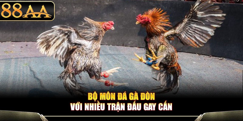 Bộ môn đá gà đòn với nhiều trận đấu gay cấn