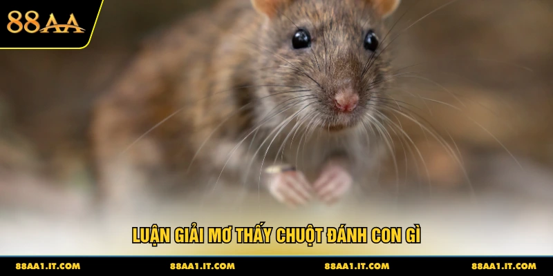 Luận giải mơ thấy chuột đánh con gì